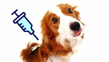 Veterinaria del mar - 20000 Maldonado