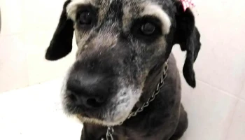 Veterinaria El Capricho - 200