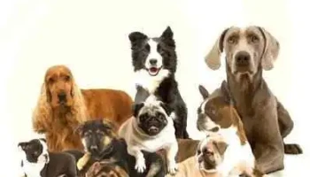 Veterinaria El Hipocampo - 12000 Montevideo