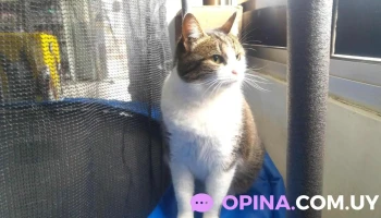 Veterinaria El Molino - 90200 Las Piedras