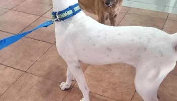 Veterinaria El Obelisco - Francisca Arnal De Artigas