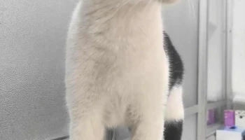 Veterinaria El Oriental - Departamento De Canelones