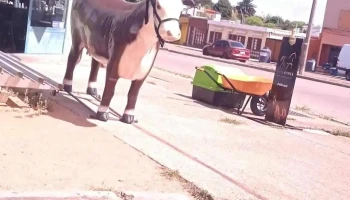 Veterinaria El Palenque - 20400 San Carlos