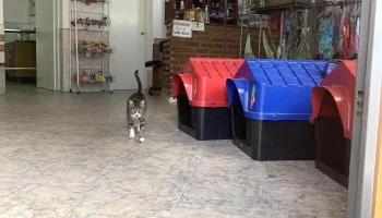 Veterinaria El Zorzal - 40000 Rivera