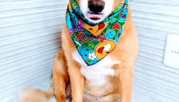 Veterinaria Fauna Urbana - 40000 Rivera