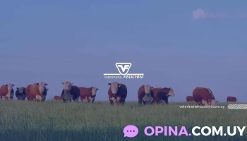 Veterinaria Fraschini - 60000 Paysandú