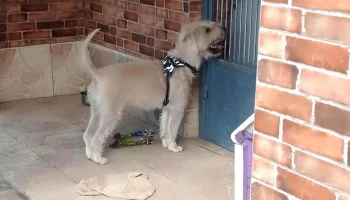 Veterinaria Fraschini - Gral. Artigas