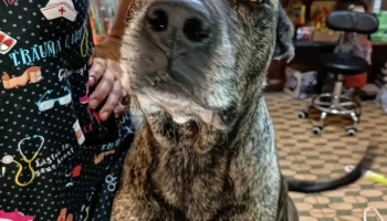 Veterinaria Friends - 12200 Montevideo