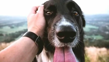 veterinaria Huellas - 15500 Barros Blancos