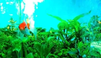 Veterinaria La Carolina - 20400 San Carlos