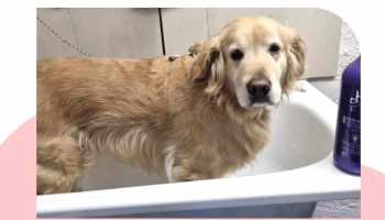 Veterinaria La Comercial - 11200 Montevideo