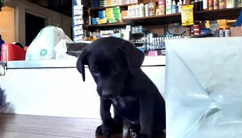 Veterinaria La Cruz (Curva) - 12000 Montevideo