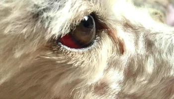 Veterinaria La Cruz (Unión) - 12000 Montevideo