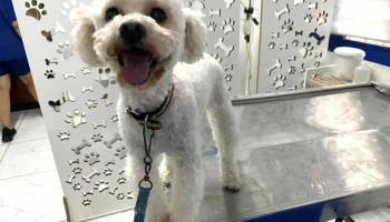 Veterinaria La Cucha - 12000 Montevideo