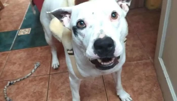 Veterinaria La Diligencia - 11300 Montevideo