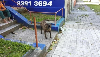 Veterinaria La Estación - C. Juan Mac Coll