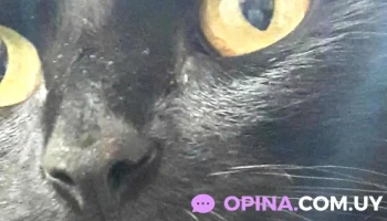 Veterinaria La Petit Vét - 11600 Montevideo