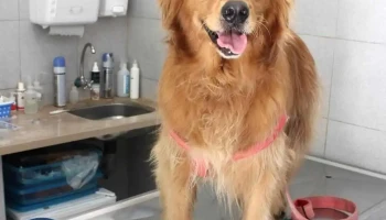 Veterinaria Las Garzas - 11800 Montevideo