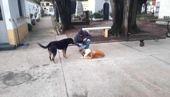 Veterinaria Lazo - 20000 Maldonado