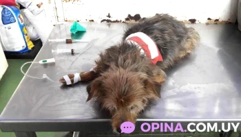 Veterinaria Libia Punta De Rieles - 12100 Montevideo