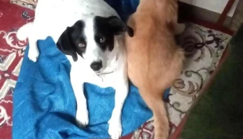 Veterinaria Marra - 80000 San José De Mayo