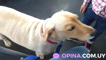 Veterinaria Med Pets - 11600 Montevideo