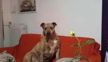 Veterinaria Medanos - 15800 Ciudad De La Costa