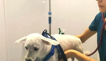 Veterinaria Mima2 - 12800 Montevideo