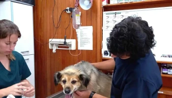 Veterinaria Miramar - 11600 Montevideo