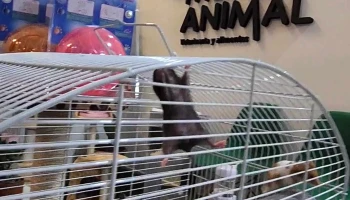 Veterinaria Mundo Animal - Fray Bentos Veterinaria Mundo Animal - Fray Bentos