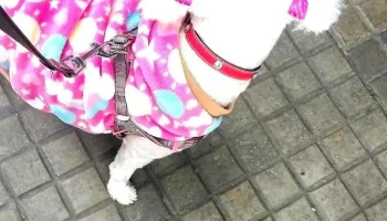 Veterinaria Nica - 11200 Montevideo