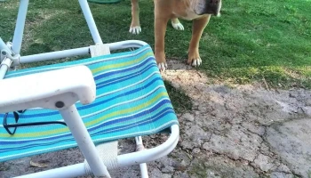 Veterinaria Orejano - 12400 Montevideo