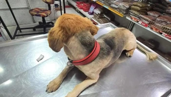 Veterinaria Padda - 11800 Montevideo