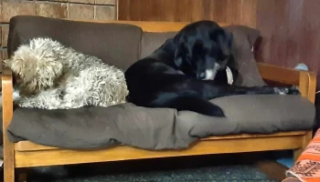 Veterinaria pedrense - 15600 Las Piedras