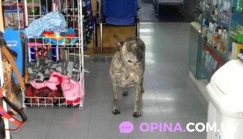 Veterinaria Pet Planet - 11400 Montevideo