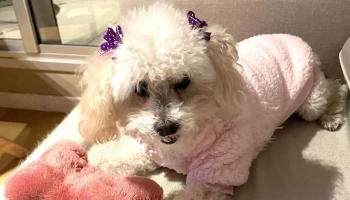 Veterinaria Pets - 11321 Montevideo