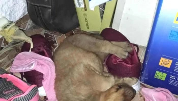 Veterinaria Piccioli - 12100 Montevideo