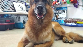 Veterinaria Pink Panther Uruguay - 11800 Montevideo