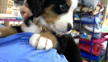 Veterinaria Prado - 11700 Montevideo