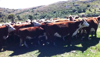 Veterinaria Raimonda - 20400 San Carlos