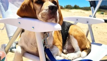 Veterinaria Robinson - 12000 Montevideo