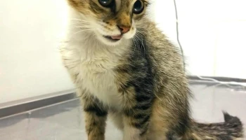 Veterinaria Roxlo - 11200 Montevideo