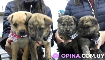 Veterinaria San Cupertino - 11100 Montevideo