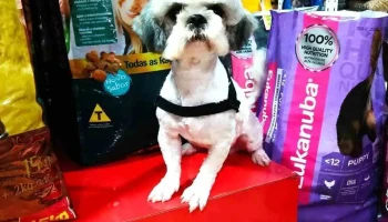 Veterinaria San Fernando - 94000 Florida