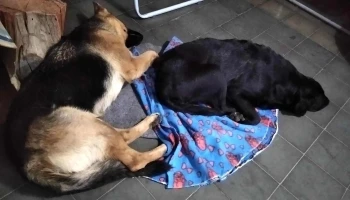 Veterinaria San Francisco - Dr. Rivas Rodriguez