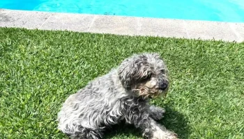 Veterinaria San Isidro, fumigaciones - 20000 Maldonado