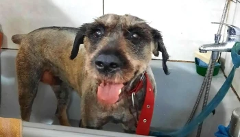 Veterinaria Santa Clara - 12000 Montevideo