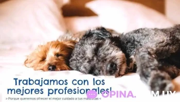 Veterinaria Santa Monica - 11500 Montevideo