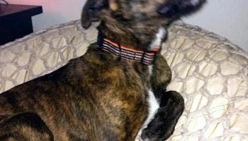 Veterinaria Sarandí - Abaroré