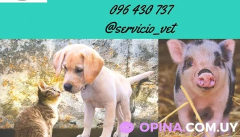 Veterinaria Servicio Vet - 90300 Progreso